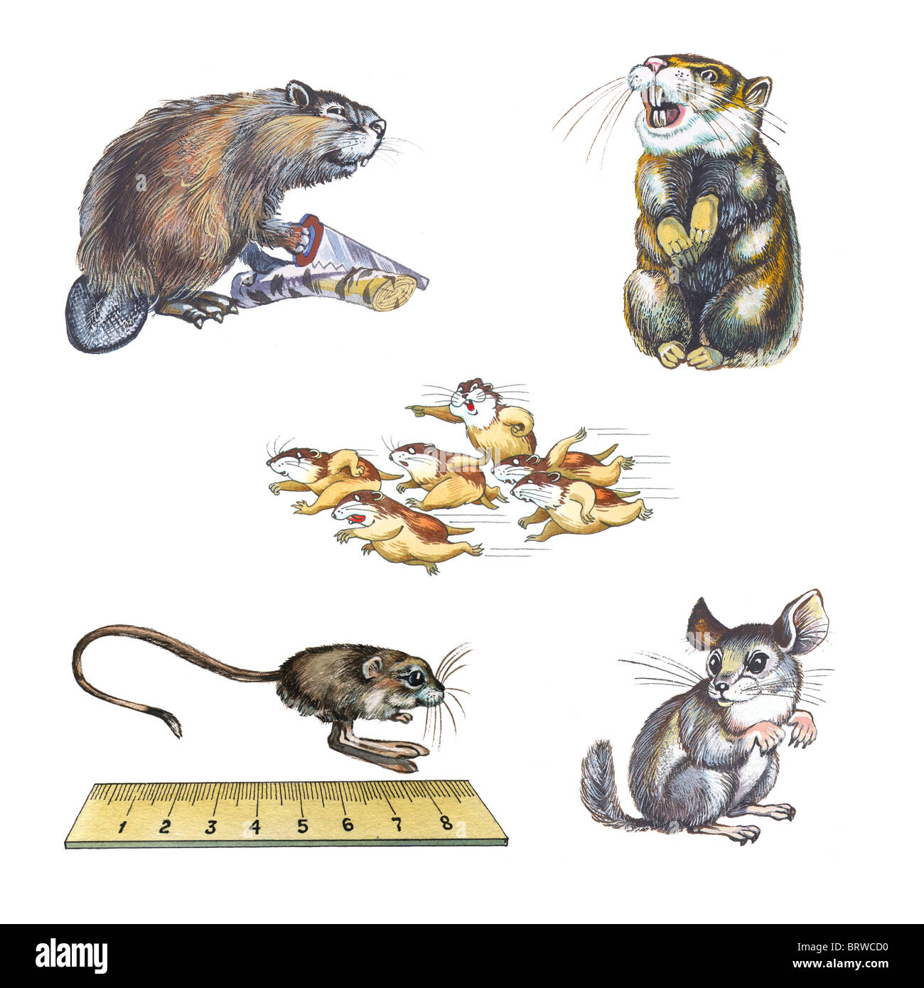 rodents 1 Stock Photo