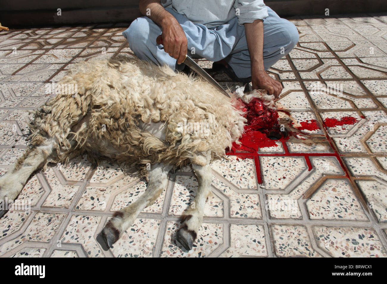 halal slaughtering in Afghanistan Stock Photo