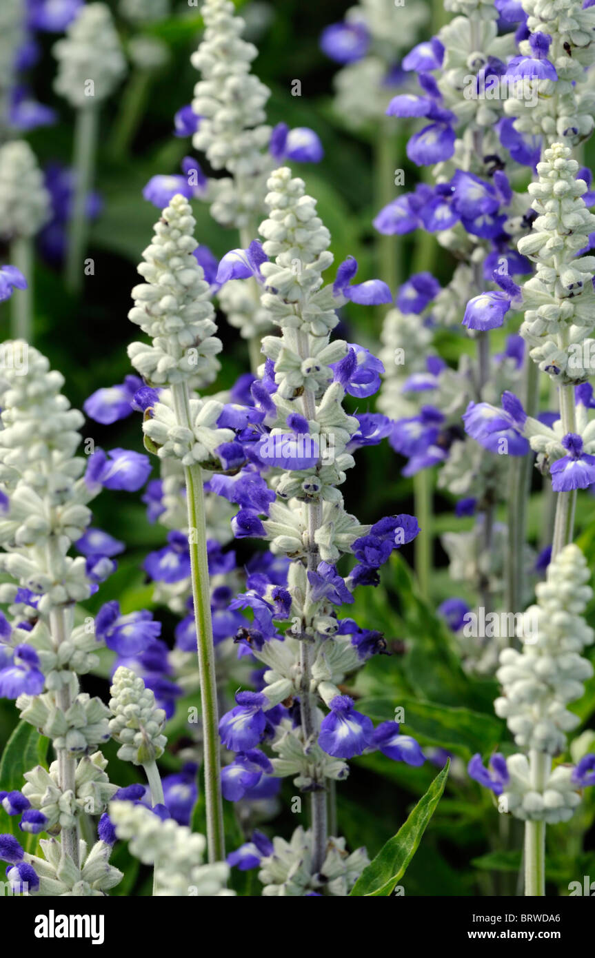 Salvia farinacea Reference bi color white blue MealyCup Flowering Sage