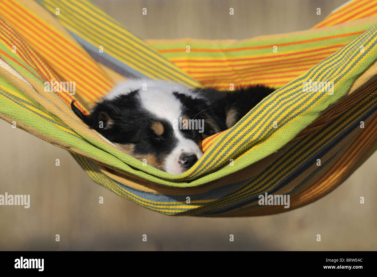 Australian Shepherd (Canis lupus familiaris). Puppy sleeping in a hammock. Stock Photo