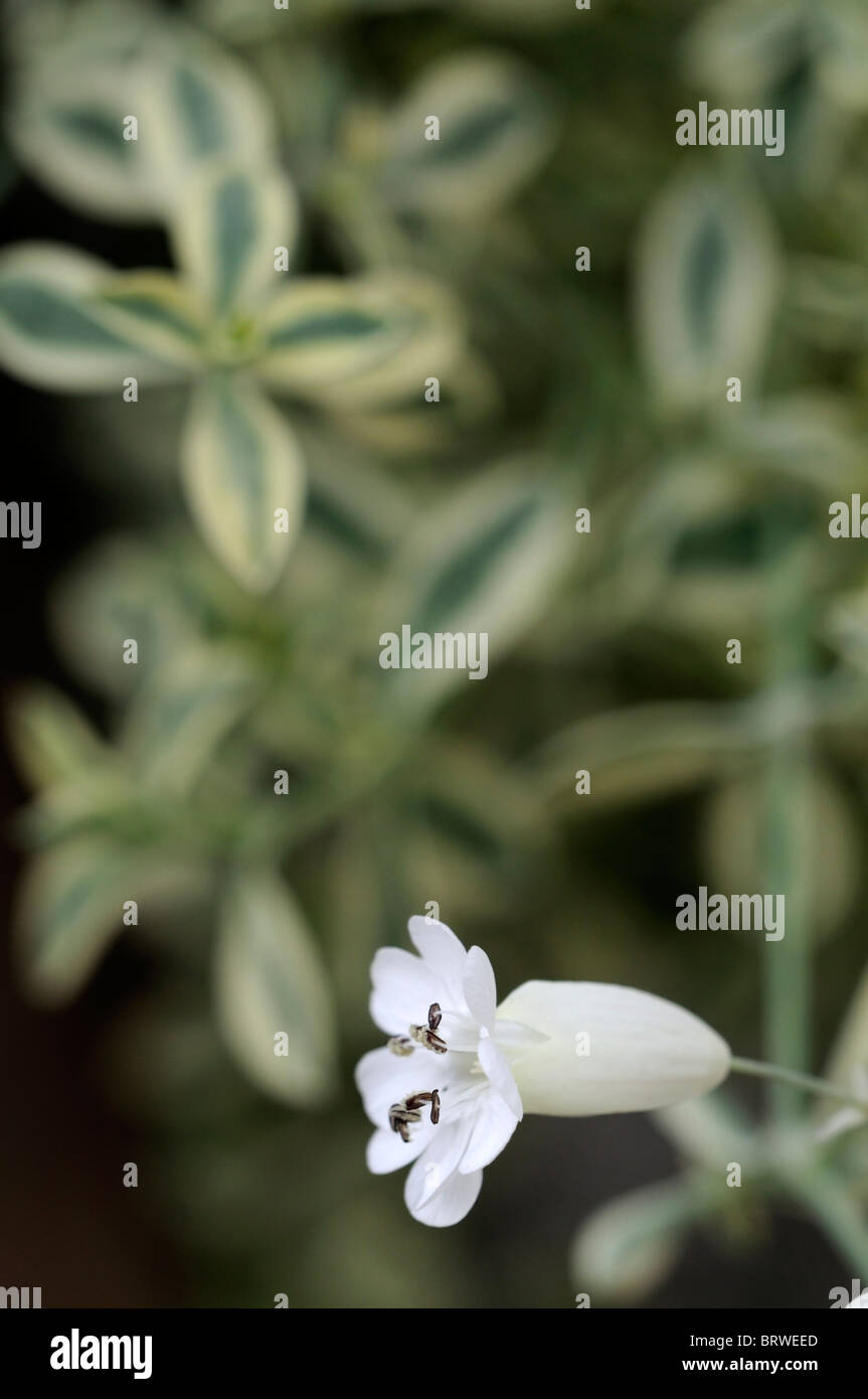 Silene uniflora Druitt's variegated white flower bloom blossom sea cliff plant Stock Photo