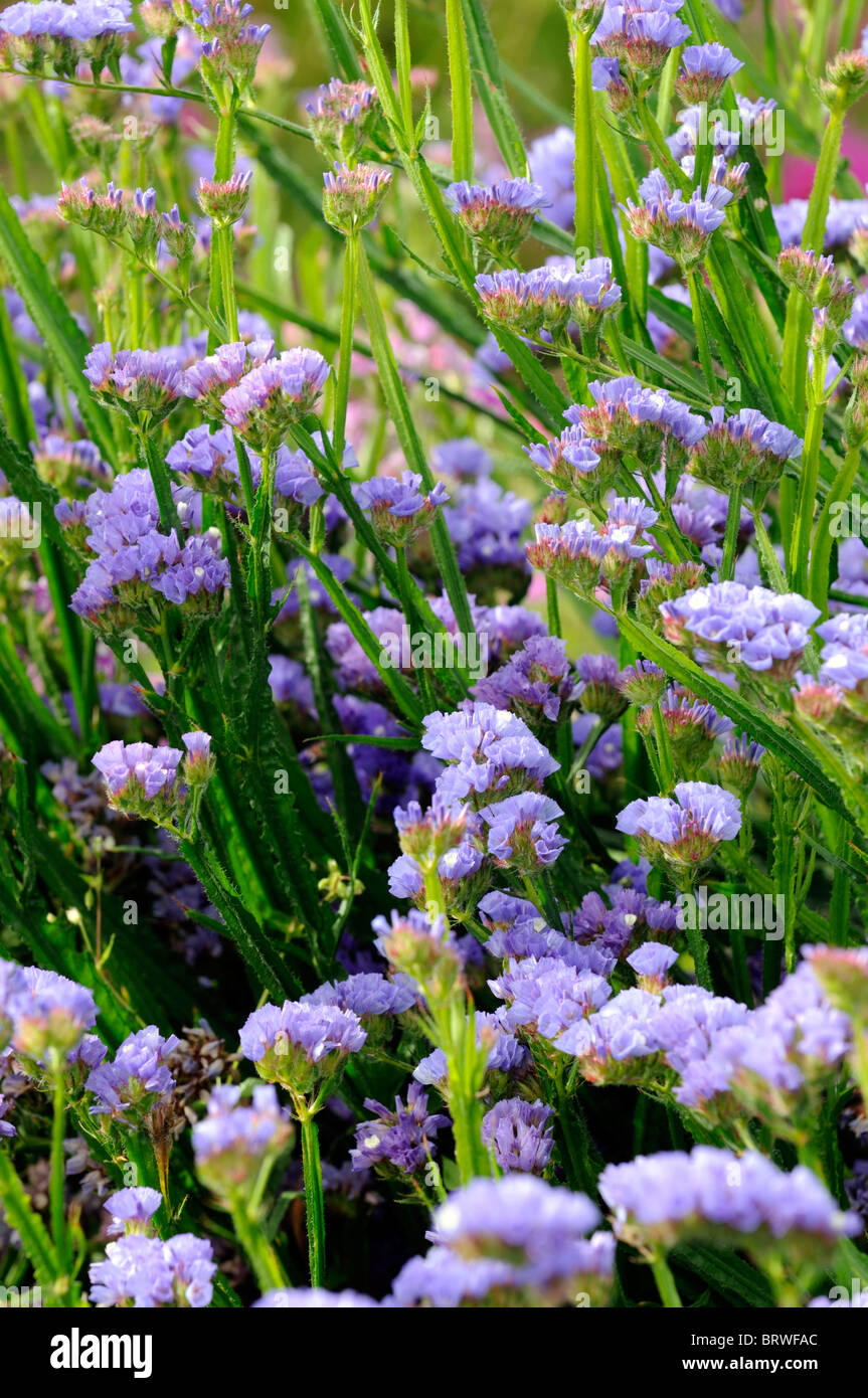 Statice sinuata Sunburst pale blue Limonium flowers bloom blossom annual Sea Lavender Statice Marsh-rosemary  distinctive spiky Stock Photo