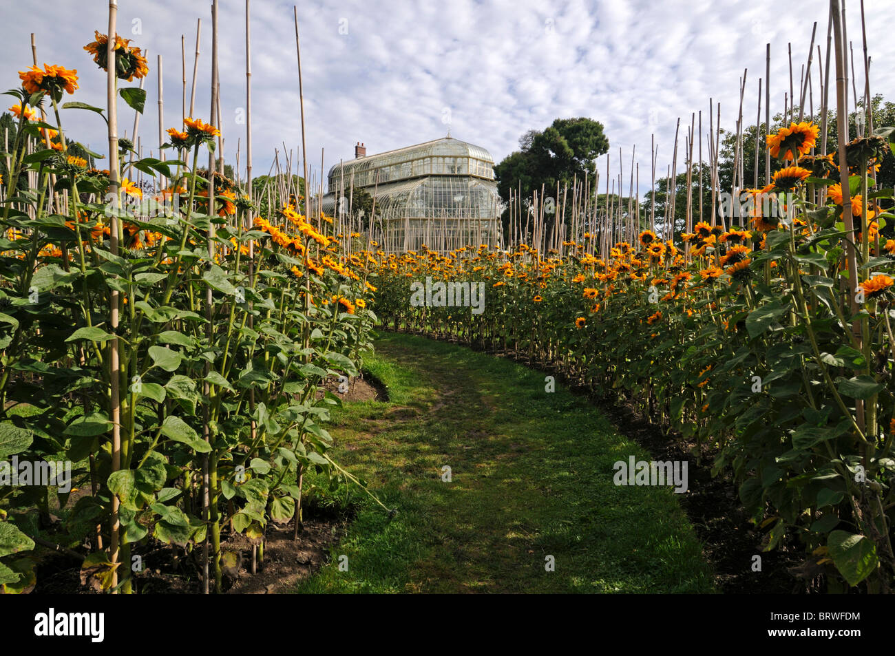Sunflower Helianthus annuus maze supported support train bamboo cane blossom Botanic gardens dublin glasnevin ireland Stock Photo