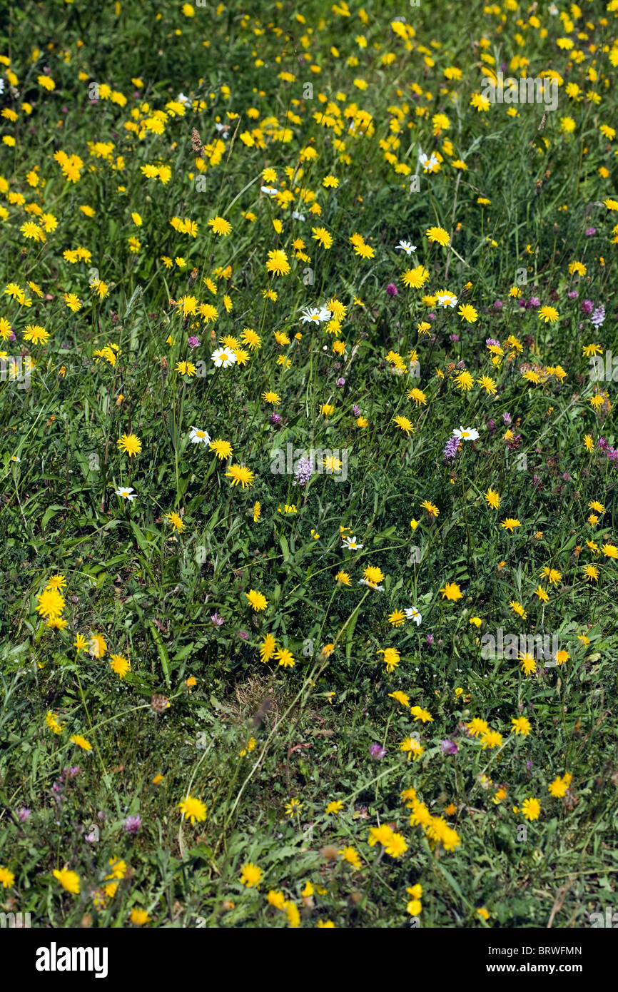 Meadow flowers including Rough Hawksbeard Ox-eye daisy and Common Spotted Orchid Millers Dale Derbyshire England Stock Photo
