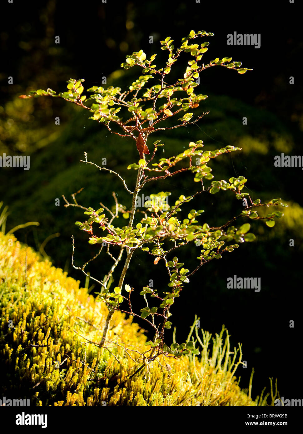 Thick and overgrown plant life hi-res stock photography and images - Alamy