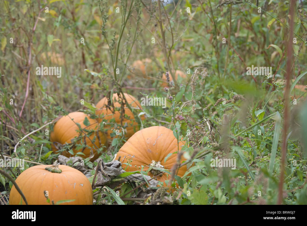 Pumpkins in field Stock Photo - Alamy