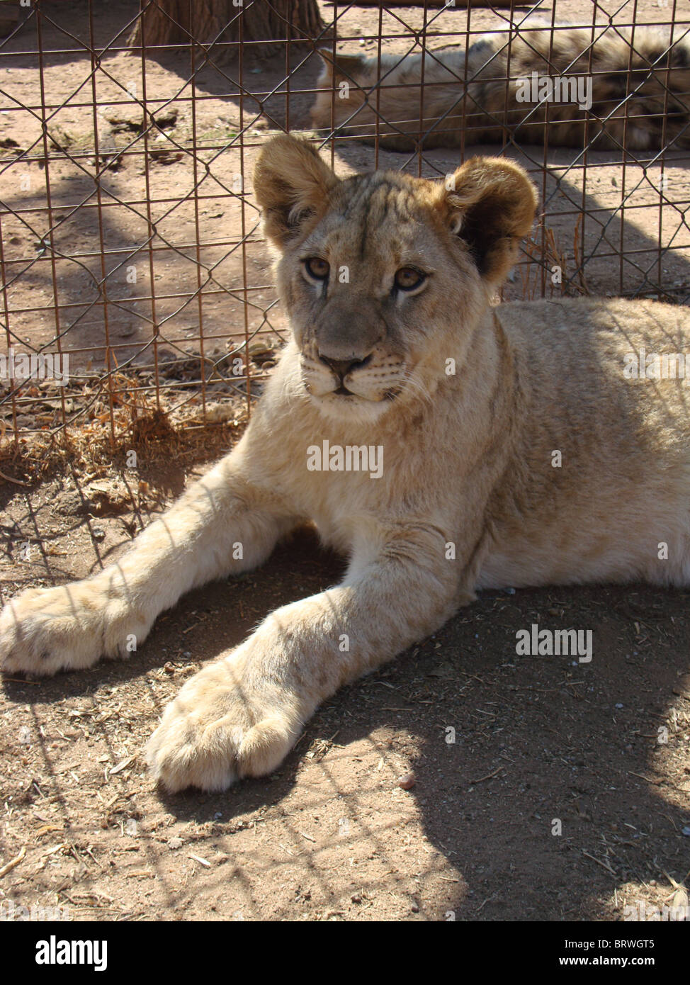 Lion cub laid down close up Stock Photo
