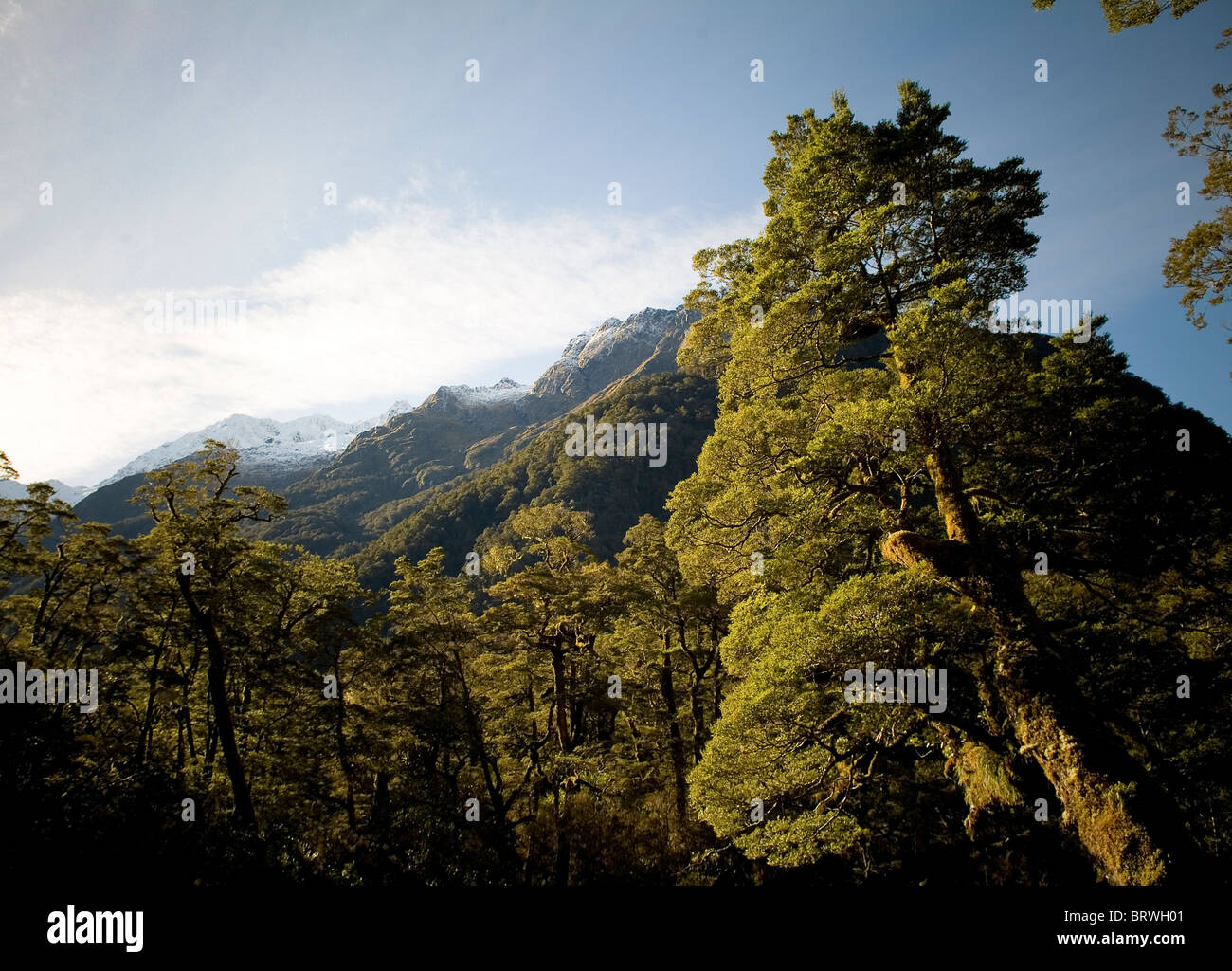 Dense tropical rain forests hi-res stock photography and images - Alamy