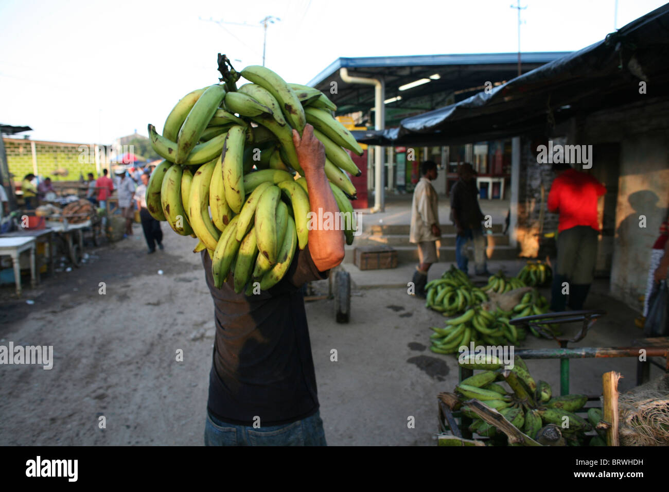 banana's in Colombia Stock Photo Alamy