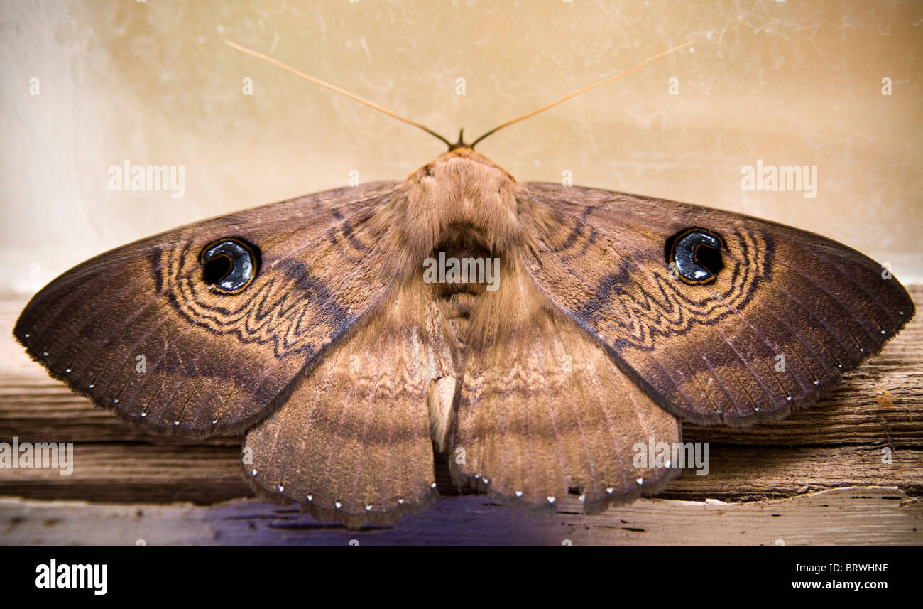 Australian moth shows off its defense mechanism - 'eyes' on the back of its wings Stock Photo