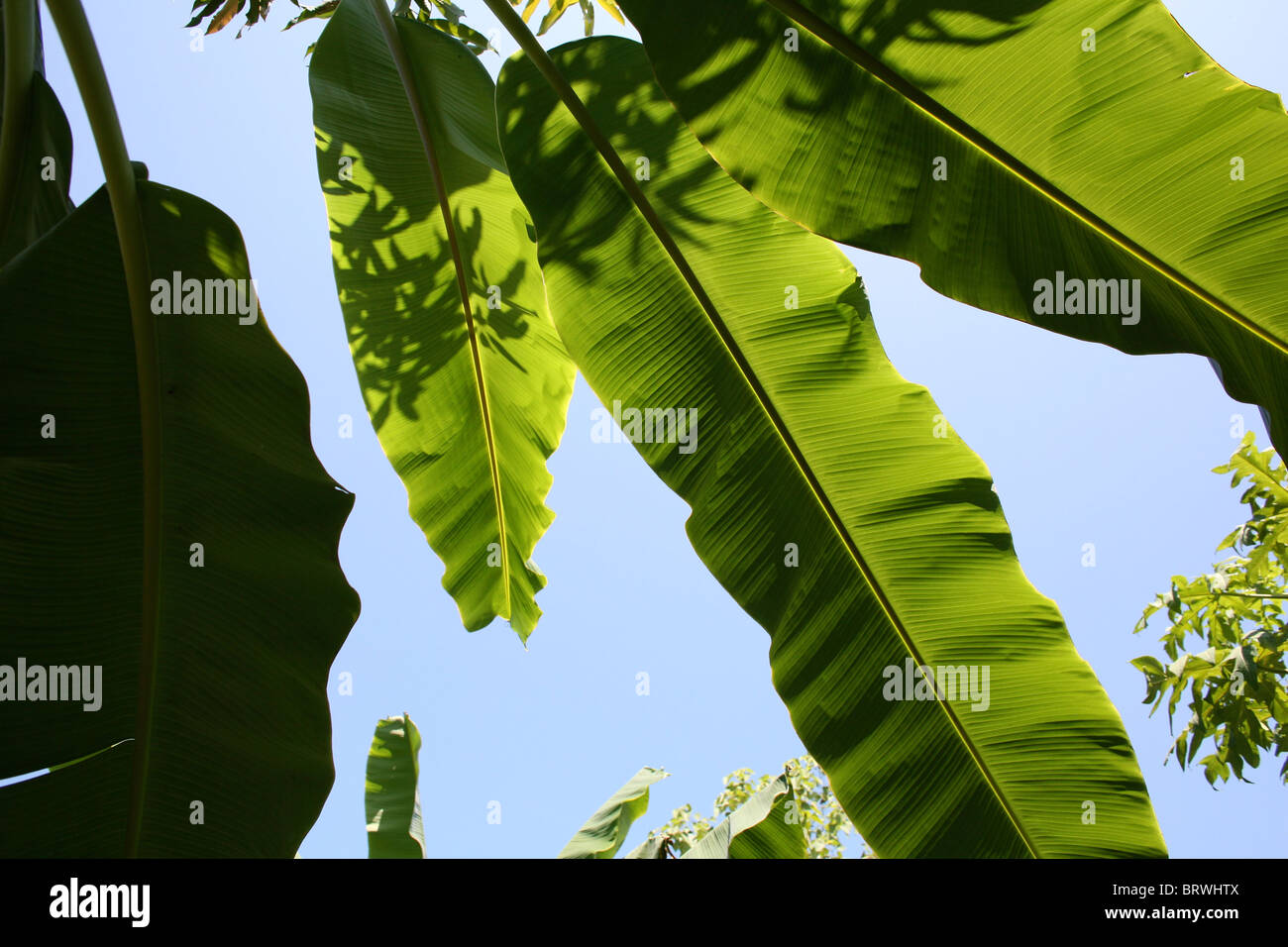 banana’s in Colombia Stock Photo - Alamy