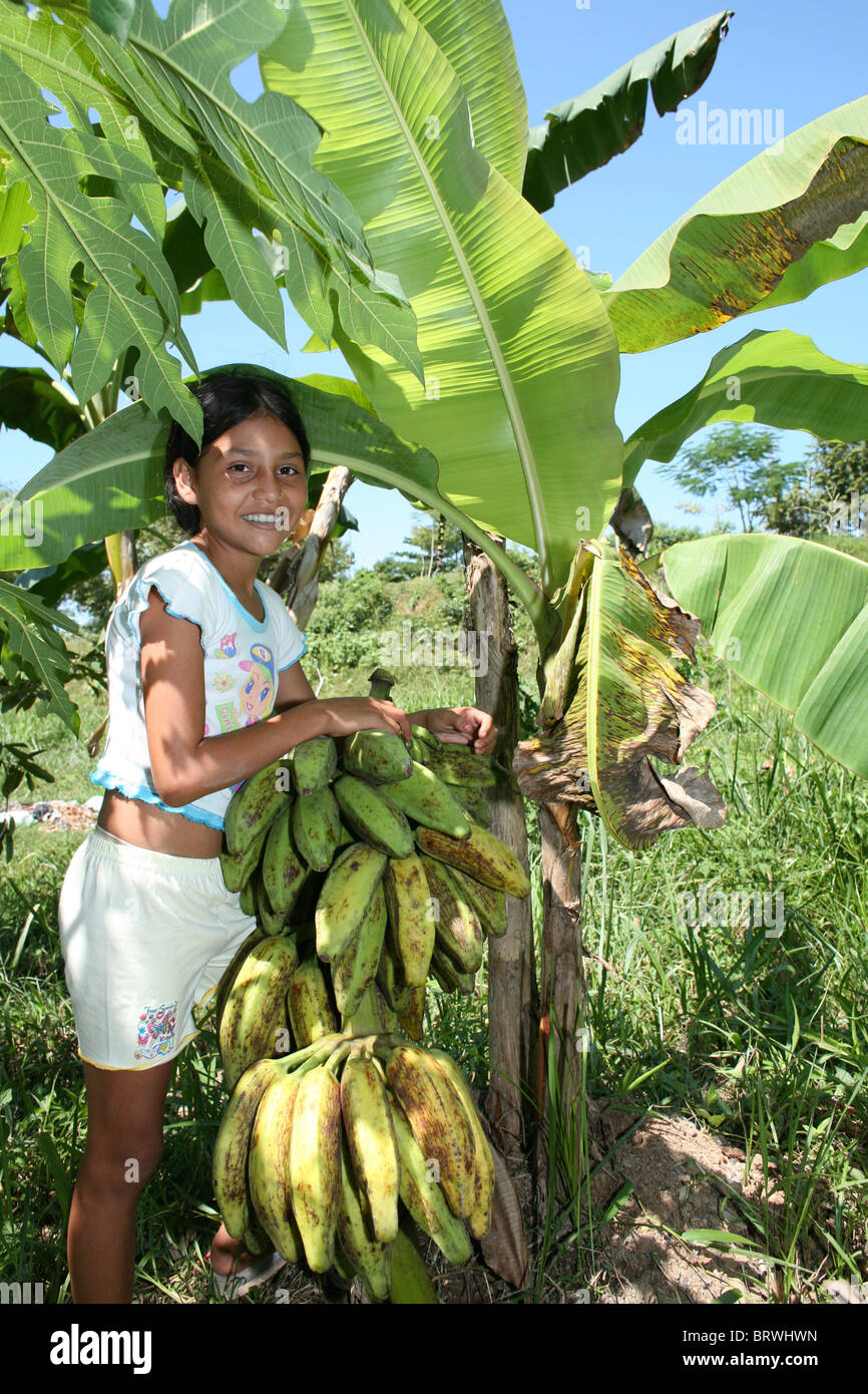 banana’s in Colombia Stock Photo - Alamy
