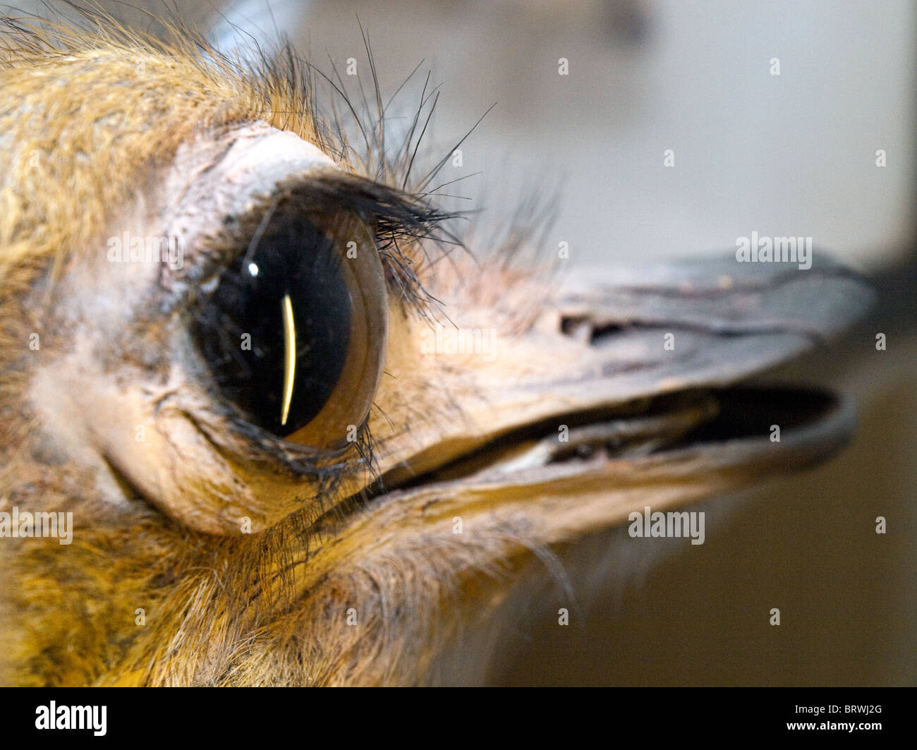 A stuffed animal, taxidermy Stock Photo - Alamy