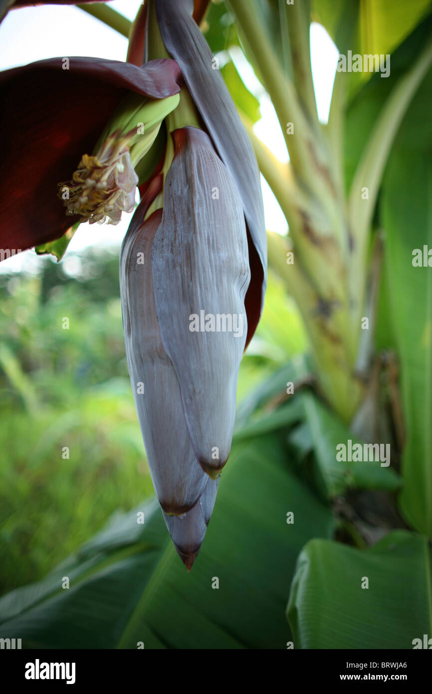 banana’s in Colombia Stock Photo - Alamy