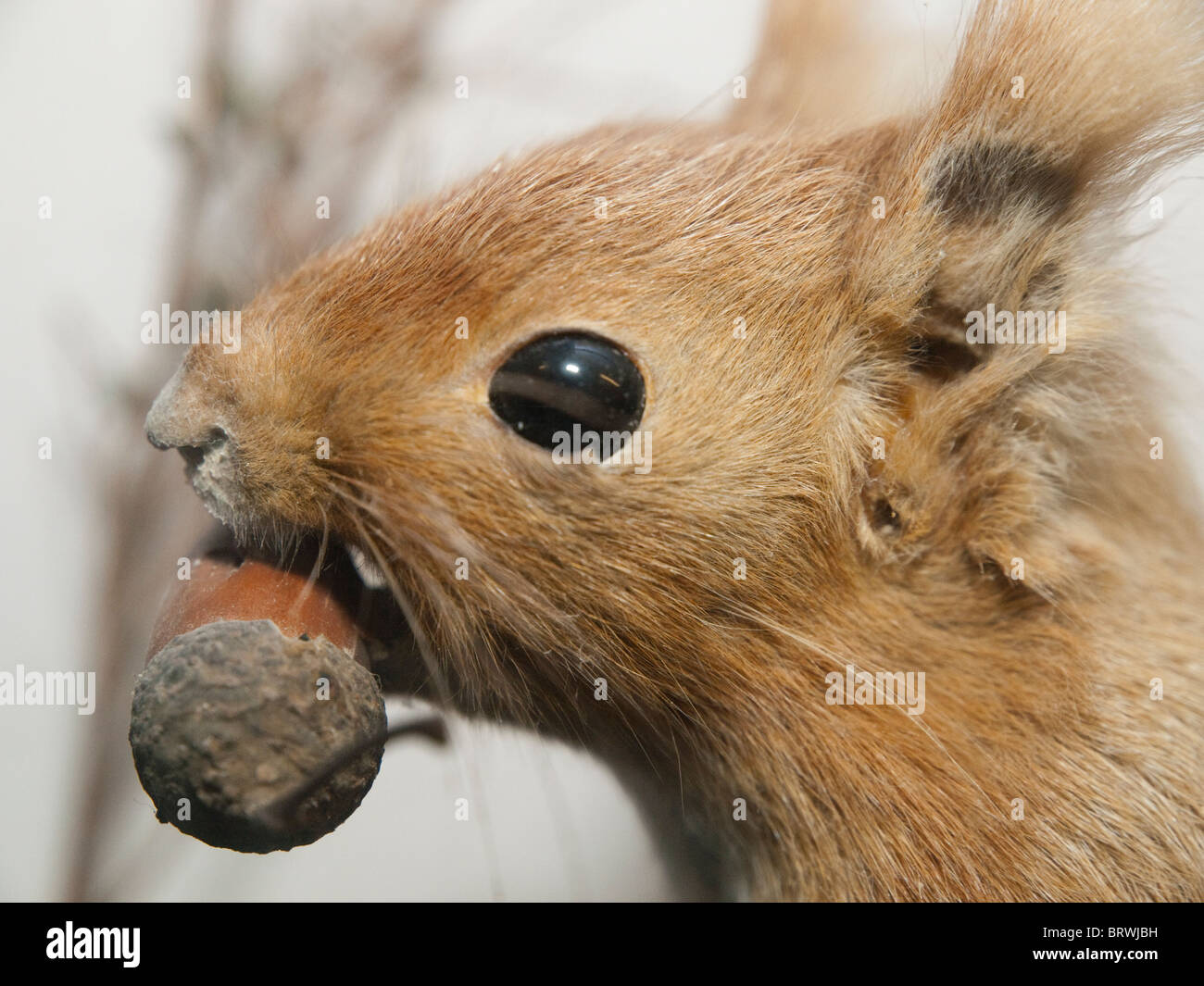 Close up of a stuffed animal, taxidermy Stock Photo Alamy