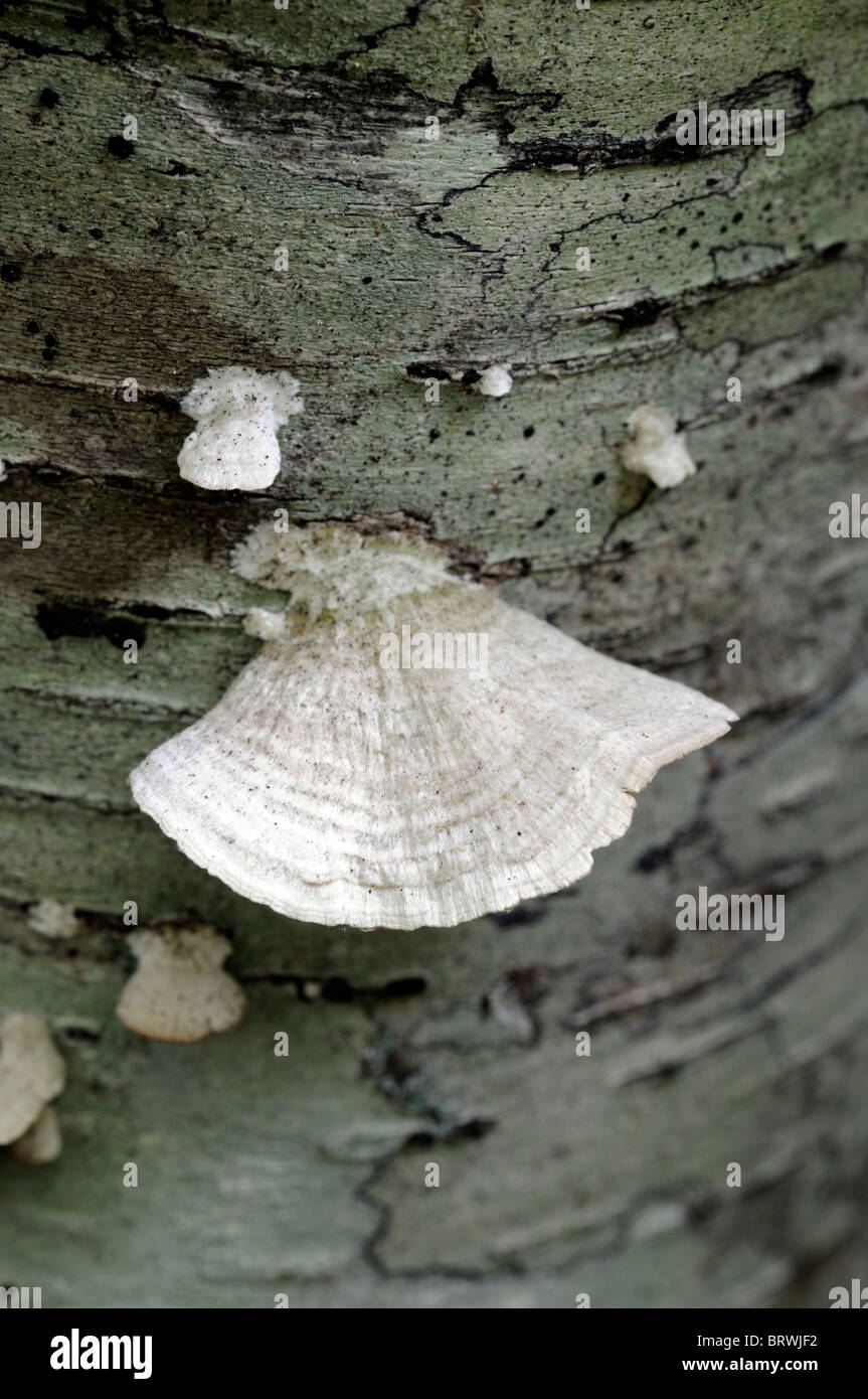 bracket shelf fungi fungus mushroom fruiting fruit body bodies conk conks dead decay decaying wood tree ecosystem decompose Stock Photo