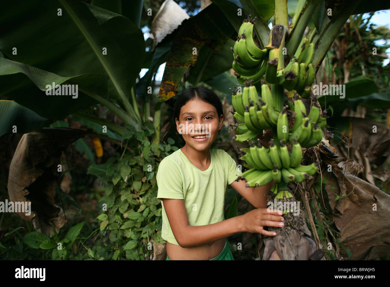 banana's in Colombia Stock Photo Alamy