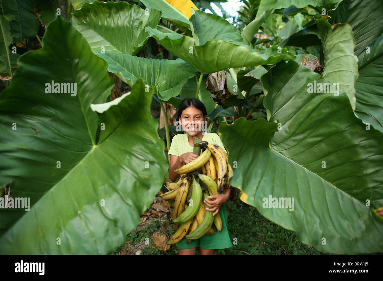 banana’s in Colombia Stock Photo - Alamy