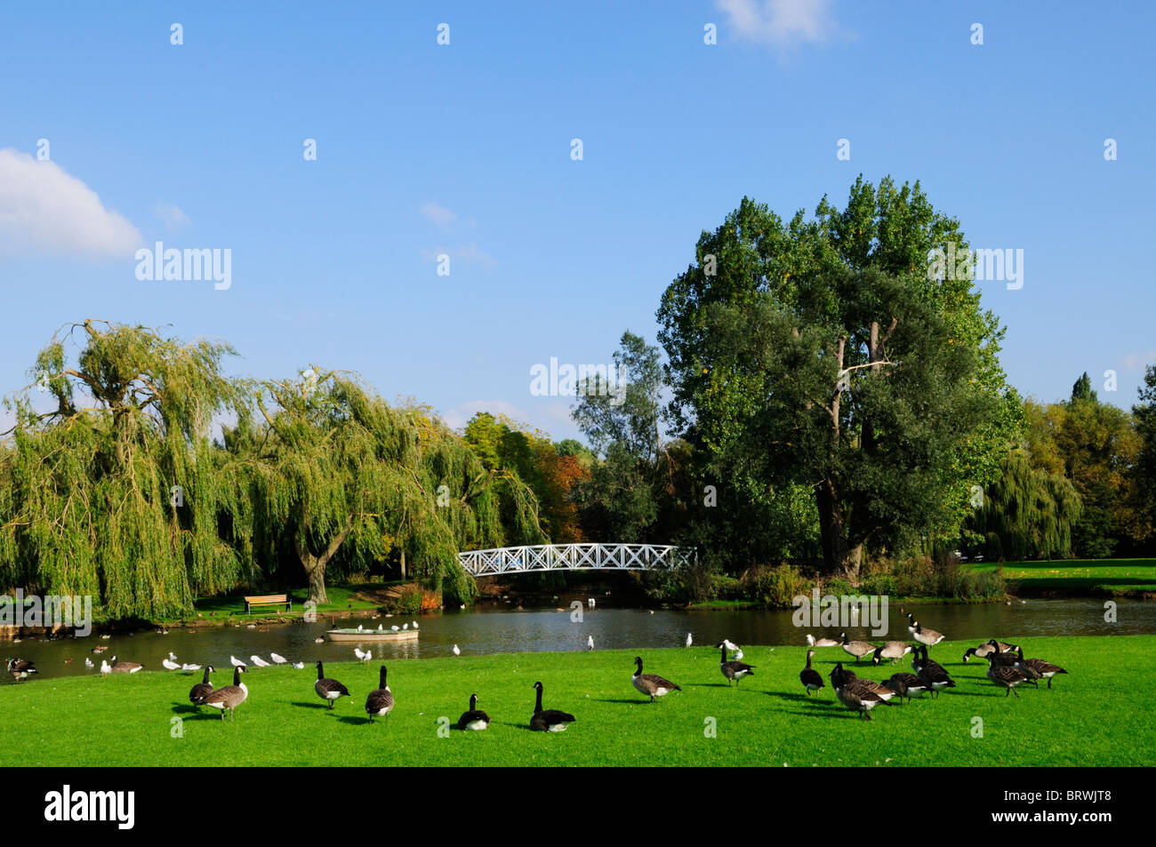 Canada Geese and Barnacle geese on Meadows at St Neots, Cambridgeshire, England, UK Stock Photo