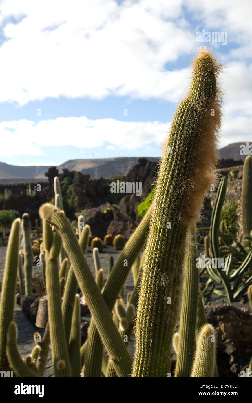 Jardin de Cactus,Cactus Garden in Guatiza, Lanzarote Canary Islands, Spain Stock Photo
