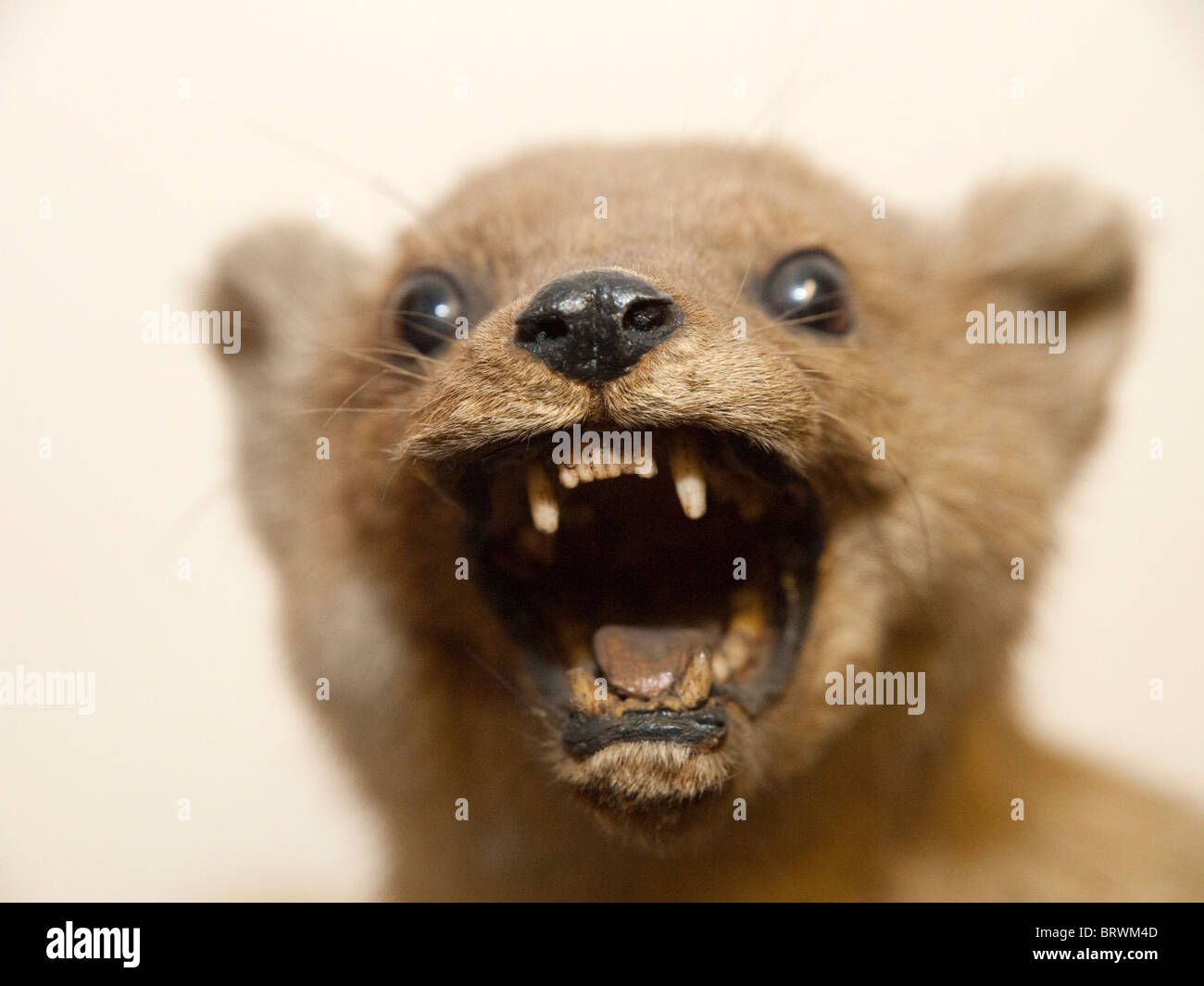 a stuffed animal taxidermy stock photo 31912061 alamy