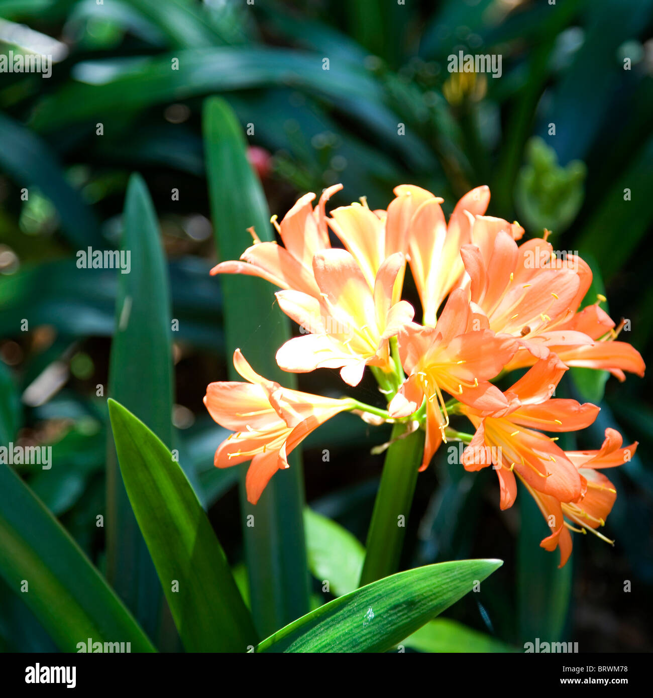 Orange Agapanthus Stock Photo