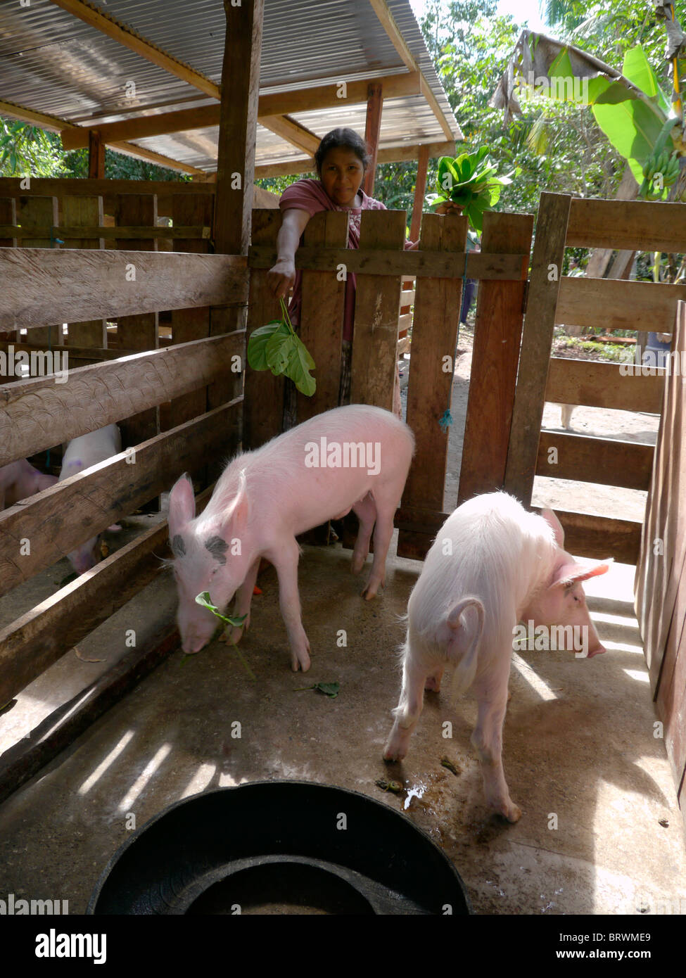 BOLIVIA ECOTOPS projects in Alto Beni. Bertha Navia and Emilio Gonzales with their pigs, Remolinos. photograph by Sean Sprague Stock Photo