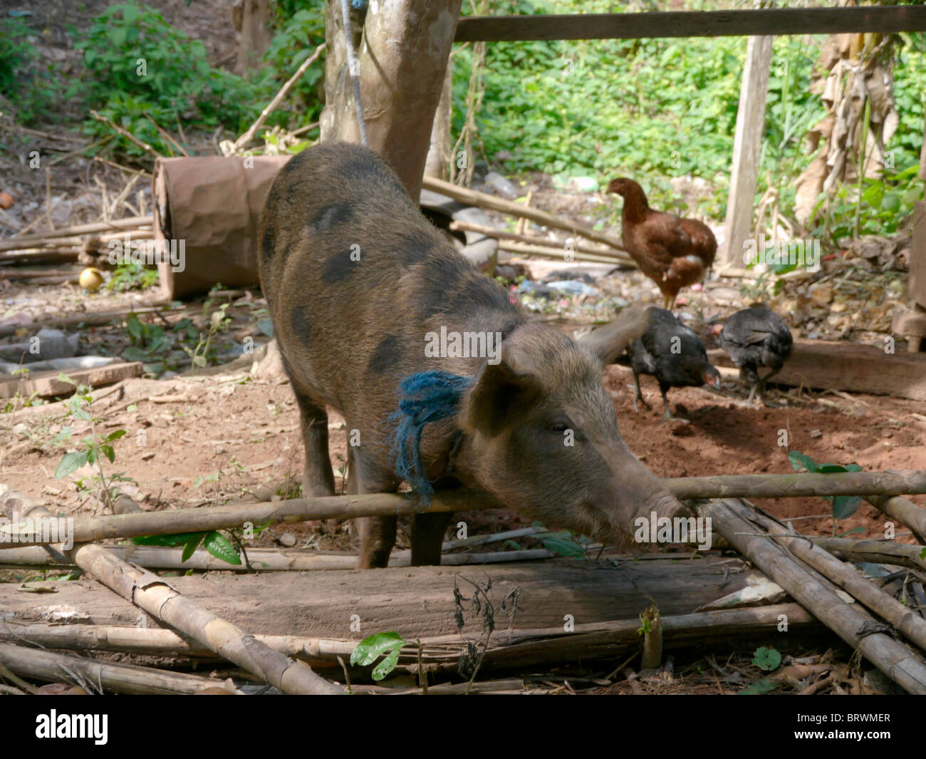 BOLIVIA ECOTOPS projects in Alto Beni. Pigs of Remolinos. photograph by Sean Sprague Stock Photo