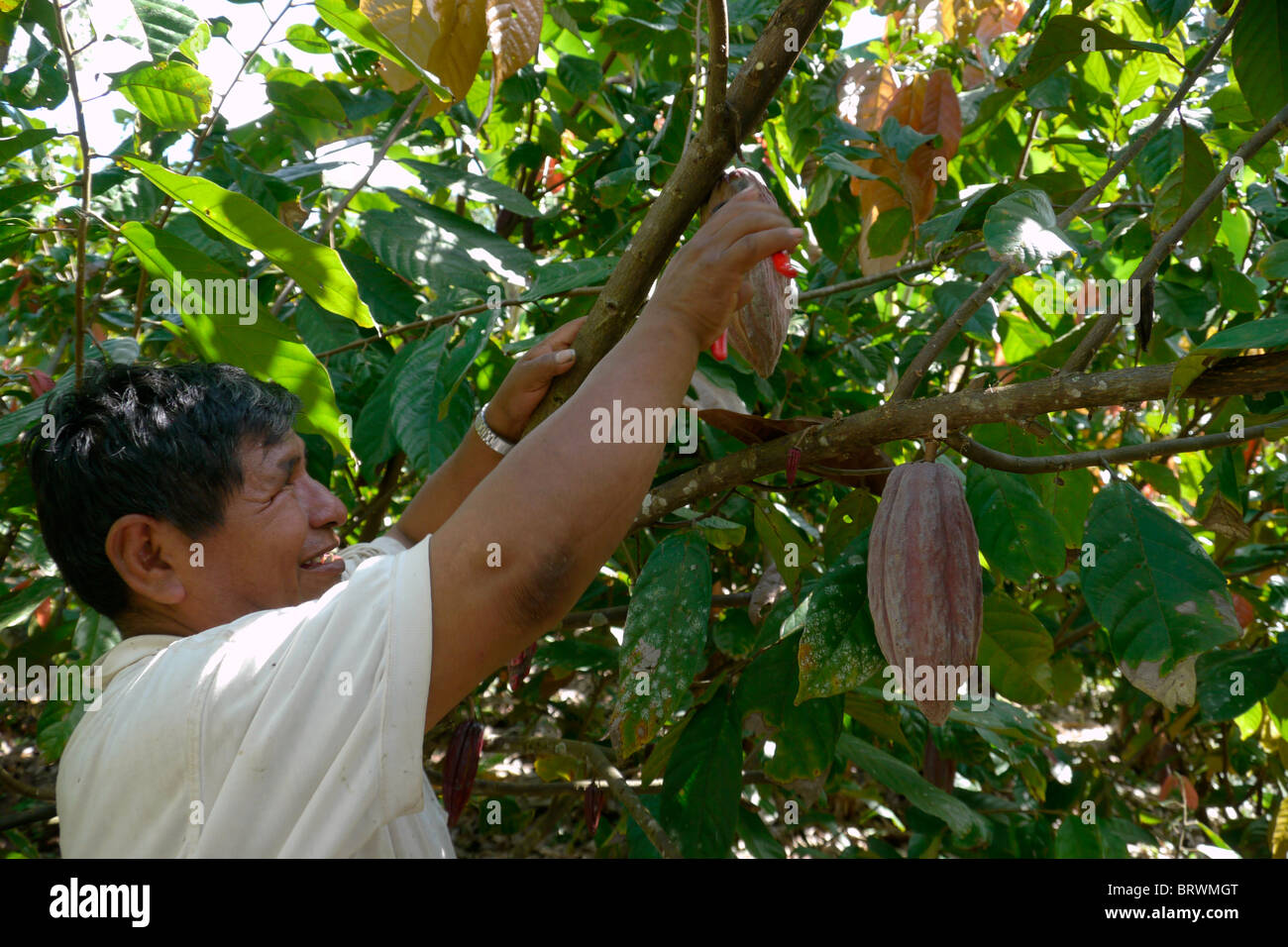 BOLIVIA ECOTOPS projects in Alto Beni. Estamislao Quispe harvesting cacao, Remolinos. photograph by Sean Sprague Stock Photo