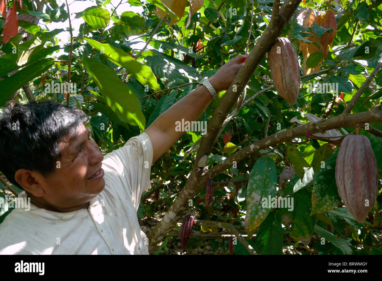 BOLIVIA ECOTOPS projects in Alto Beni. Estamislao Quispe harvesting cacao, Remolinos. photograph by Sean Sprague Stock Photo