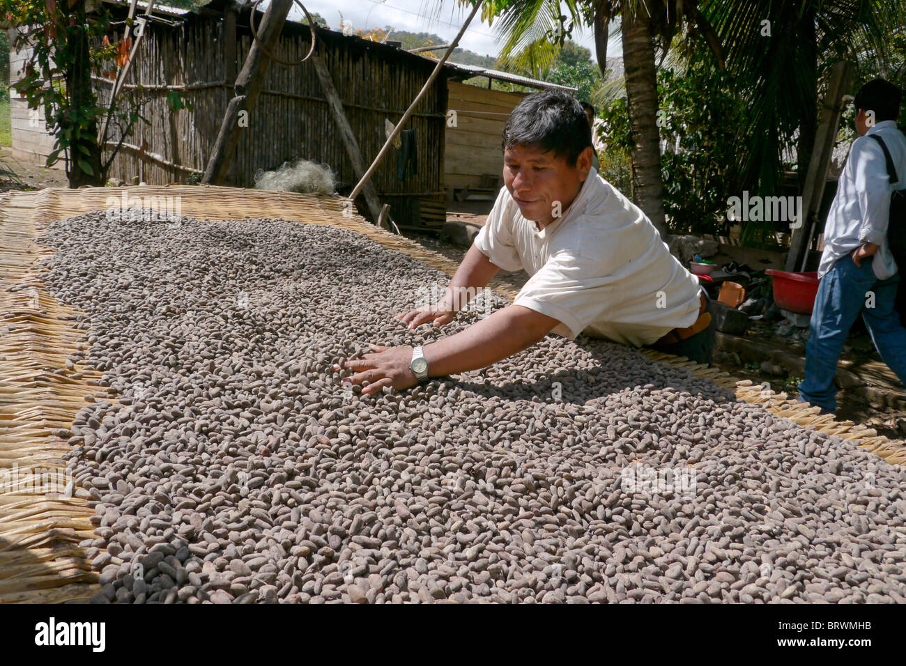 BOLIVIA ECOTOPS projects in Alto Beni. Estamislao Quispe drying cacao beans, Remolinos. photograph by Sean Sprague Stock Photo