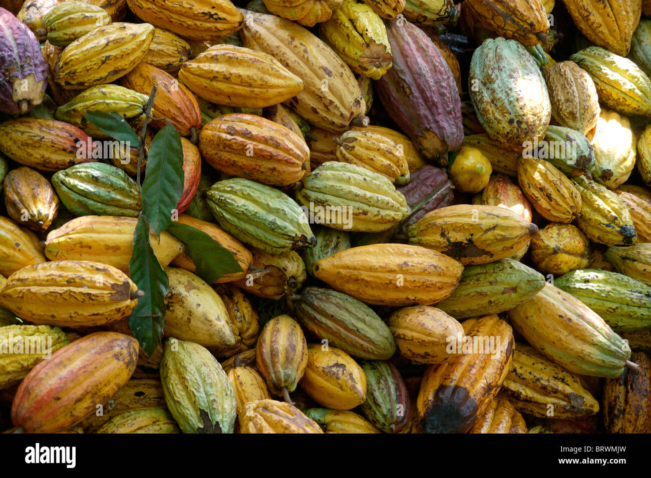 BOLIVIA, Alto Beni. Harvested cacao fruits. photograph by Sean Sprague Stock Photo