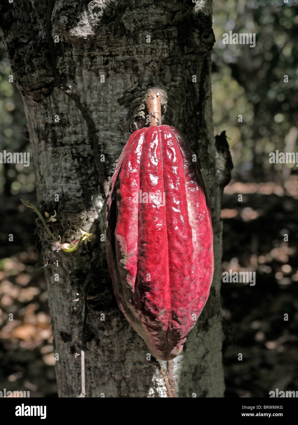 BOLIVIA ECOTOPS projects in Alto Beni. Cacao fruit. photograph by Sean Sprague Stock Photo