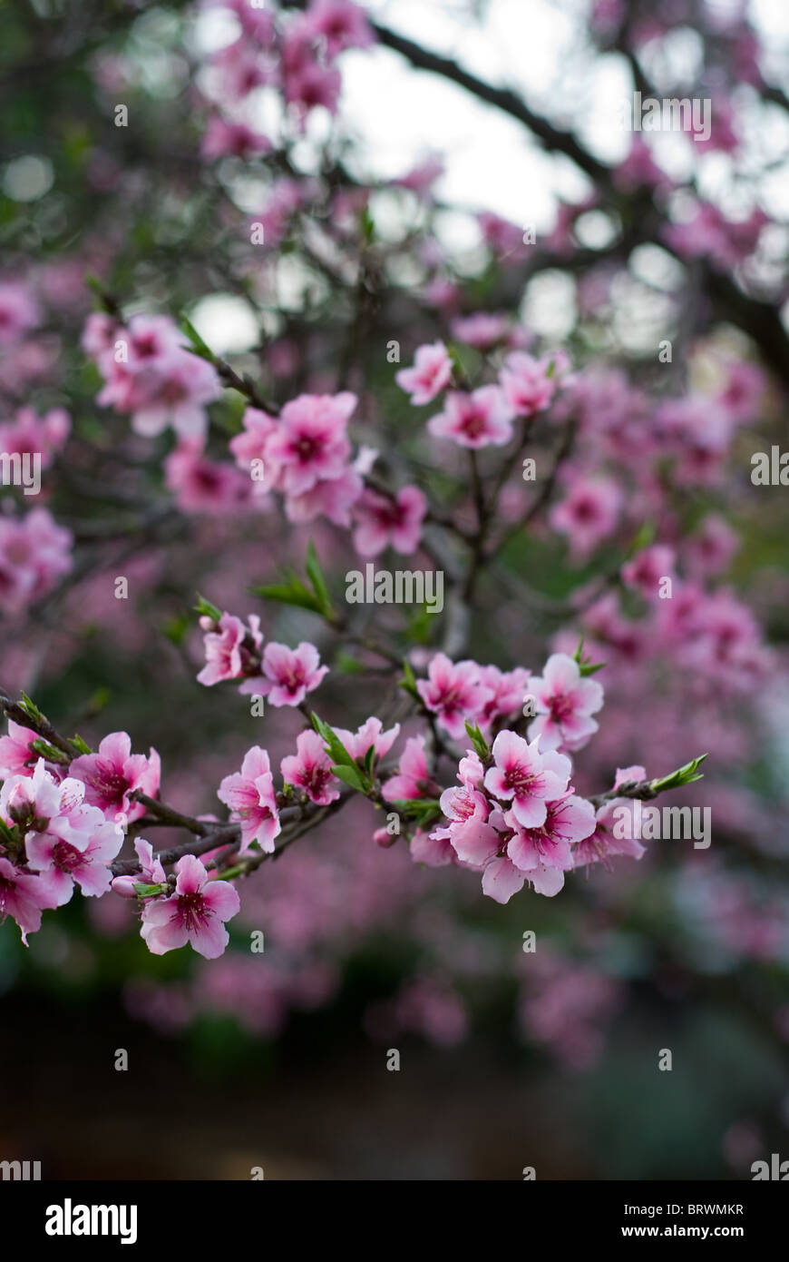 Peach tree with blossoms in full bloom. Stock Photo