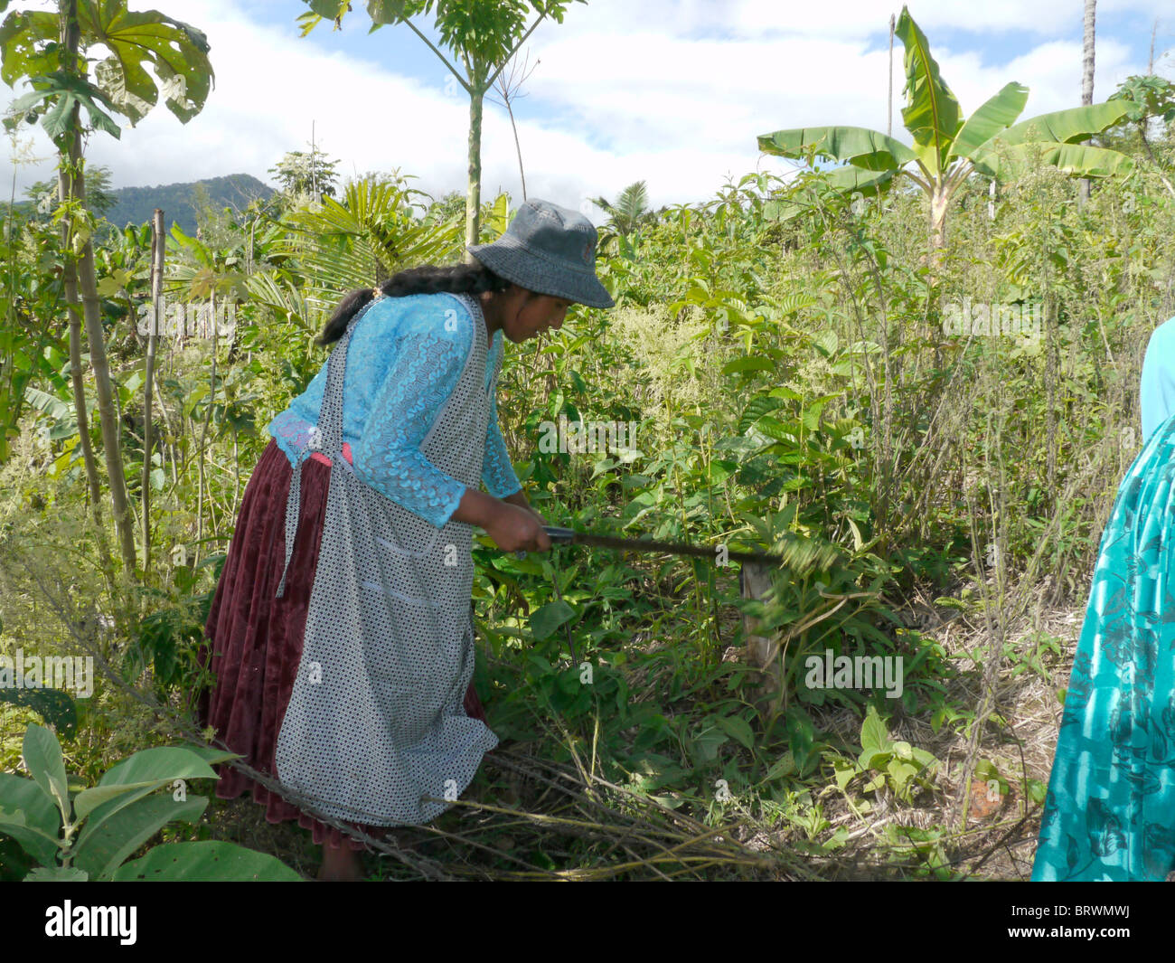 BOLIVIA ECOTOPS projects in Alto Beni. Women cultivating land at Communidad Los Palmeros. photograph by Sean Sprague Stock Photo