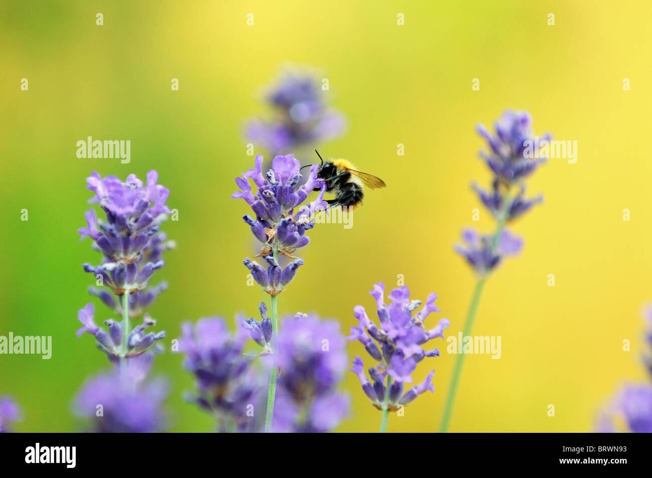 Bee sting venom hires stock photography and images Alamy