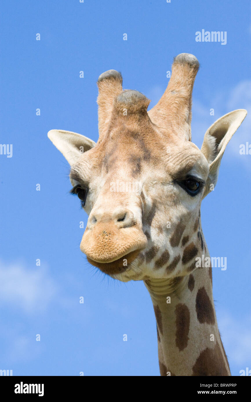 Giraffe Mammal Wildlife Herbivorous "Safari Animals" "Animal Head" "Animal Neck" "Long Neck" Camouflage Tall Long Nature Africa Stock Photo