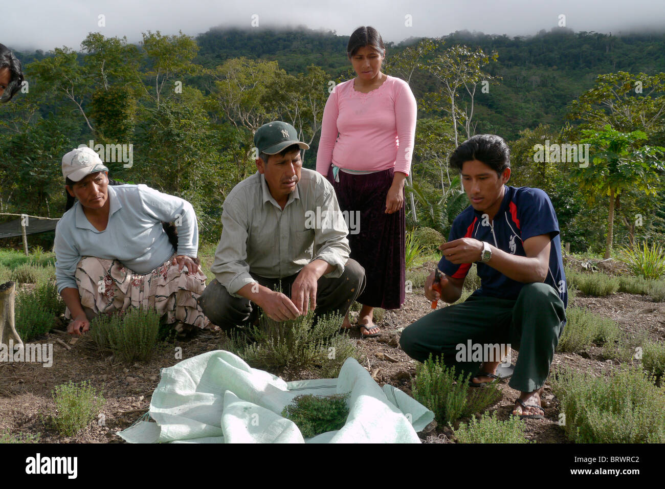 BOLIVIA Plant for processing medicinal and aromatic herbs, Chizchipani, Caranavi. Stock Photo
