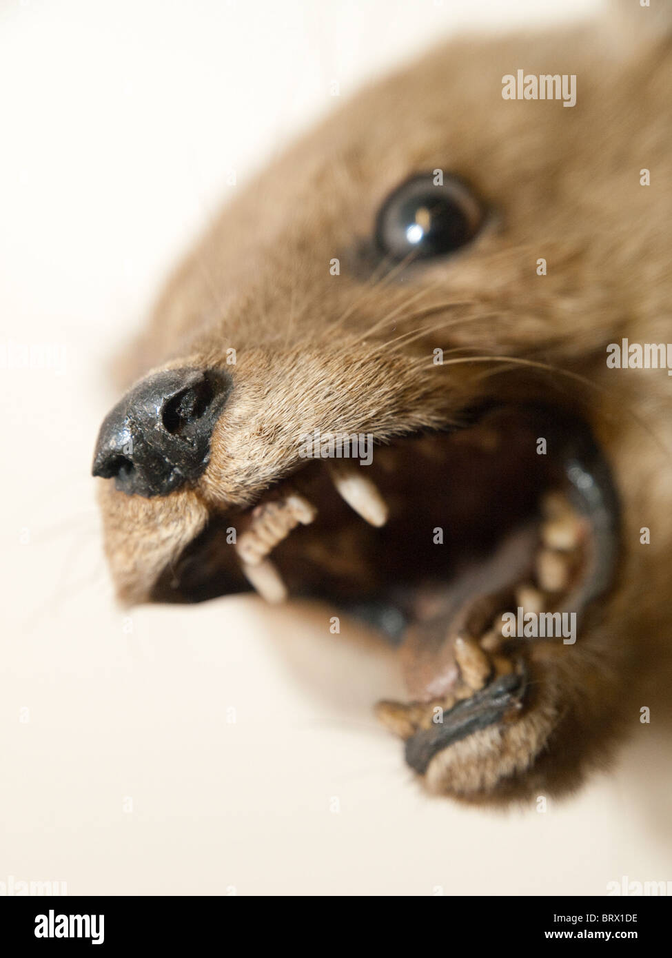 A stuffed animal, taxidermy Stock Photo - Alamy
