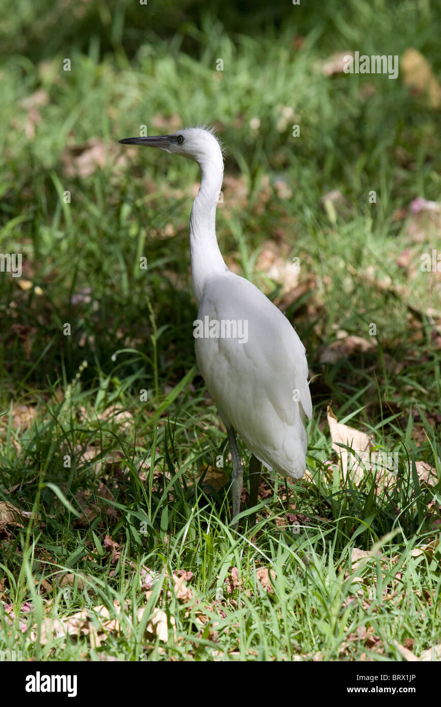 Egret Baby Egret Bird Water Bird White Animals In The Wild Aviary ...