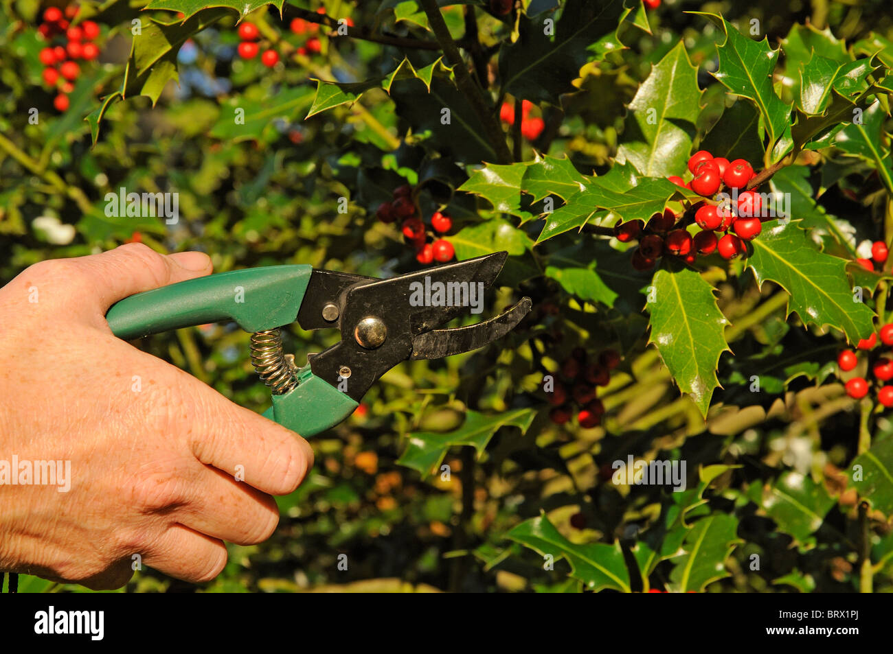 Cutting red berries on a Holly tree branch for Christmas decorations. The leaves have a