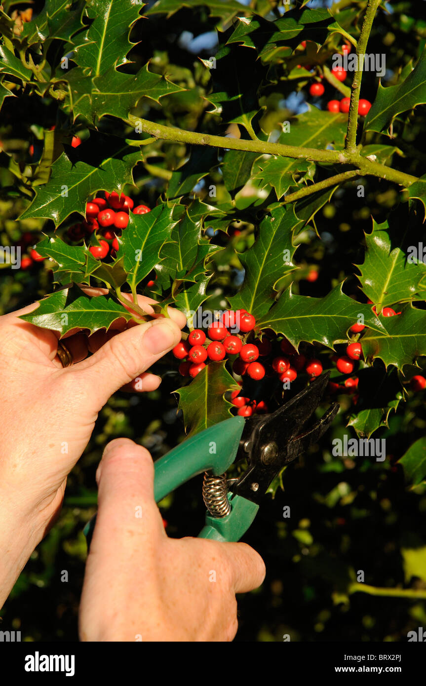 Holly bush hires stock photography and images Alamy
