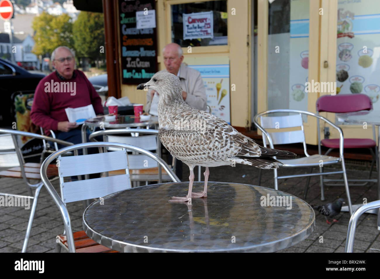 Juvenile Herring Gull scavenging for food on cafe table in Dartmouth Devon Uk Stock Photo