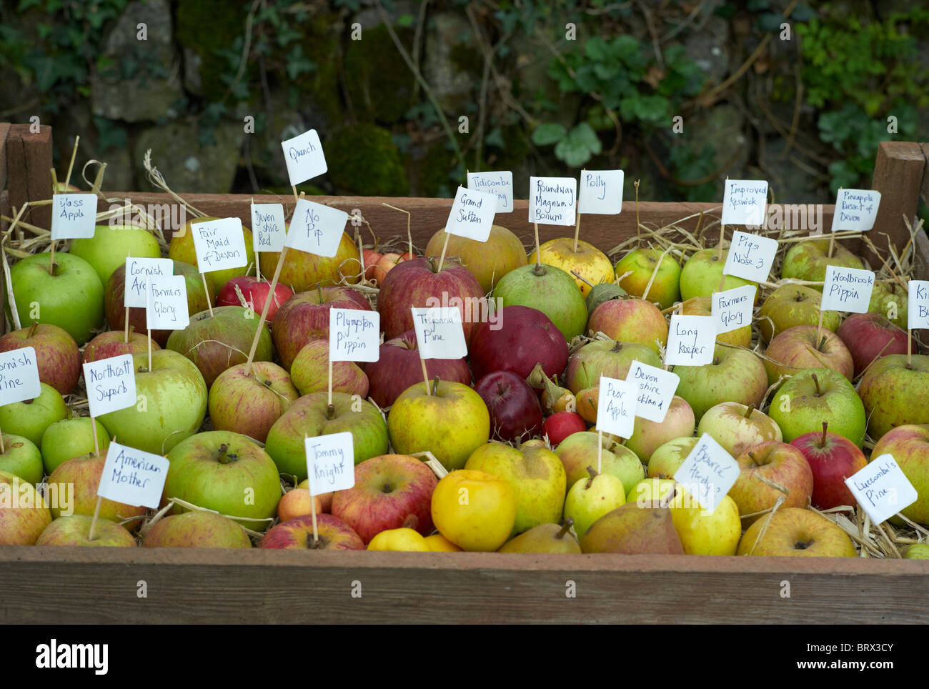 Labeled varieties of apples in a box show the diversity of apples grown in the UK Stock Photo