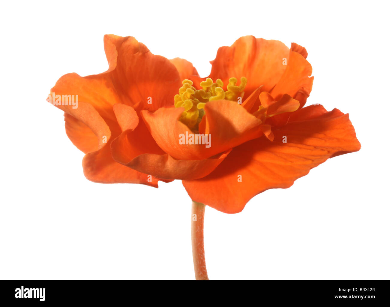 Close up of a flame orange begonia Stock Photo