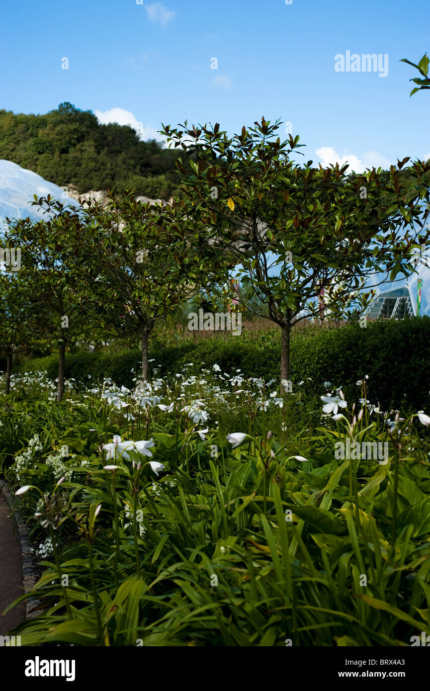 White flower border at The Eden Project in Cornwall, United Kingdom Stock Photo