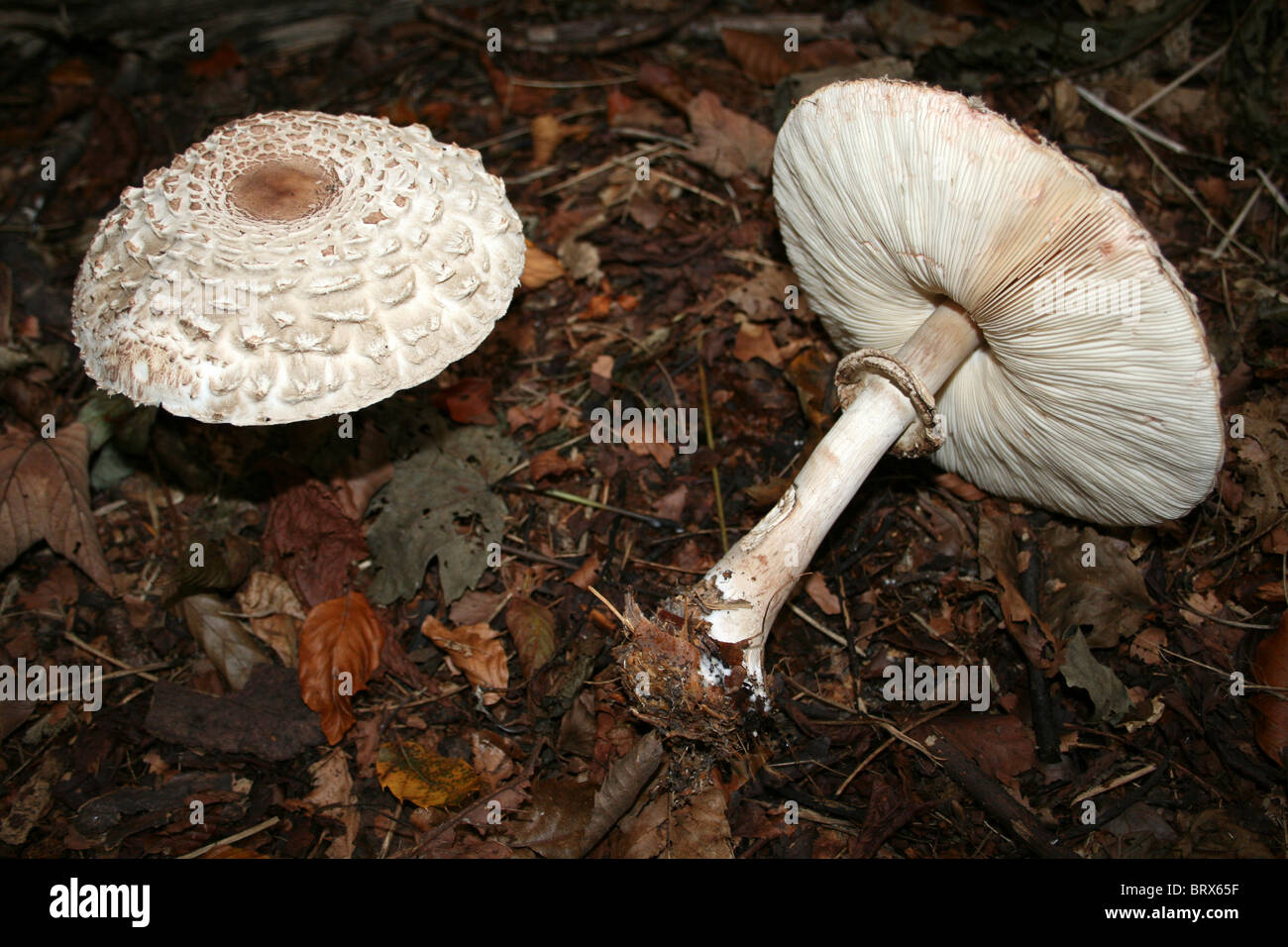 Shaggy Parasol Mushrooms Macrolepiota rhacodes Taken at Eastham Country Park, Wirral, UK Stock Photo