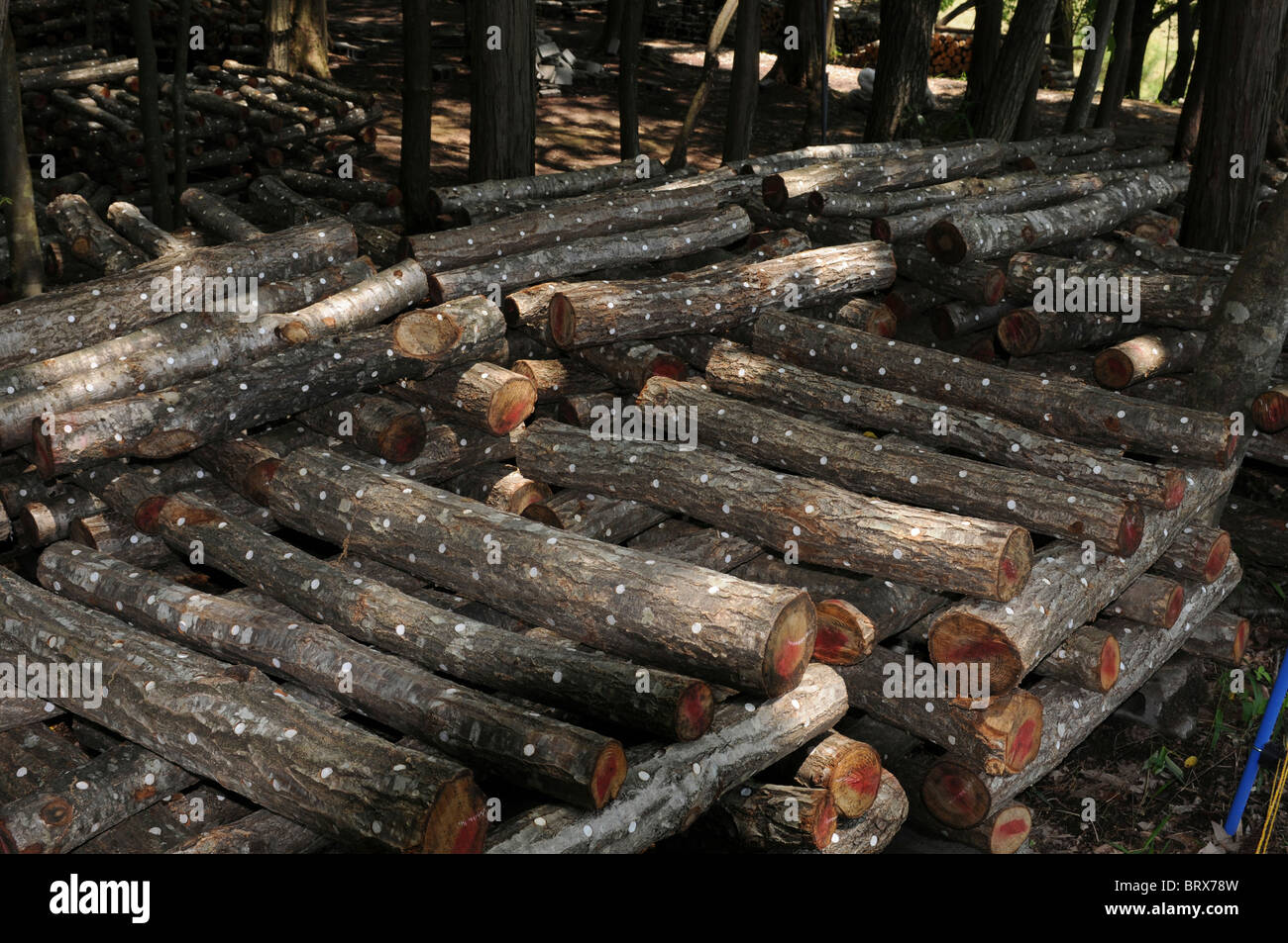 Mushroom farm High Resolution Stock Photography and Images Alamy