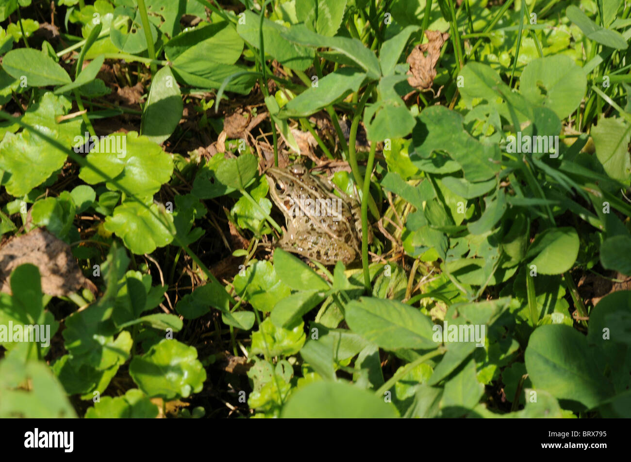 Frog in grass, Hyogo Prefecture, Honshu, Japan Stock Photo