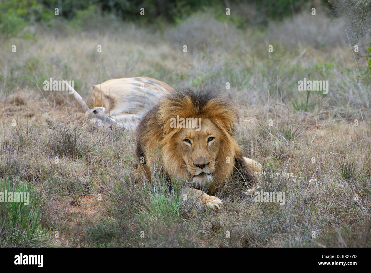 Lion Resting with Eland Kill Stock Photo